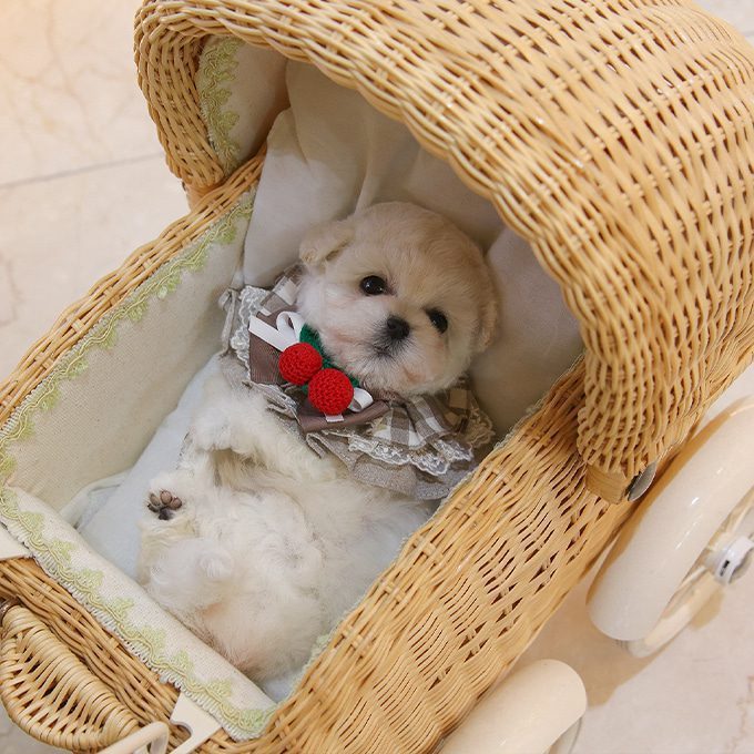 img-Bichonfrise-3