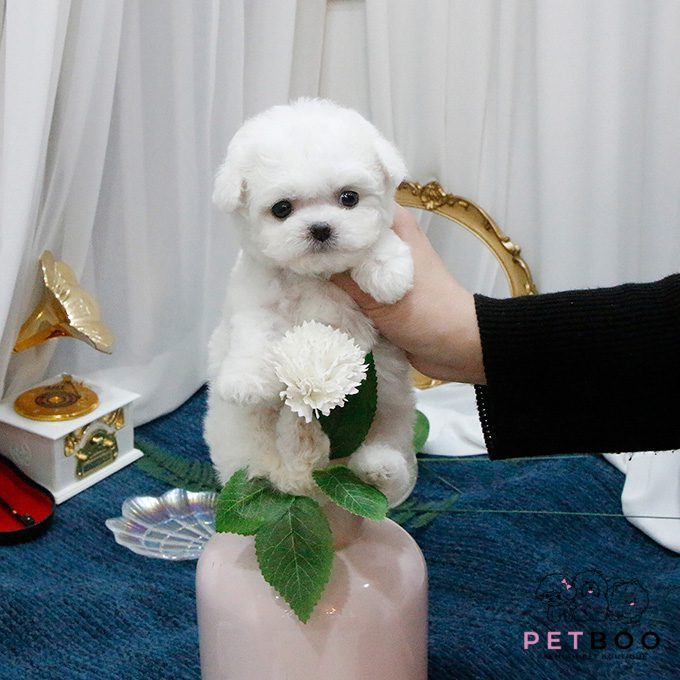 img-Bichonfrise-32