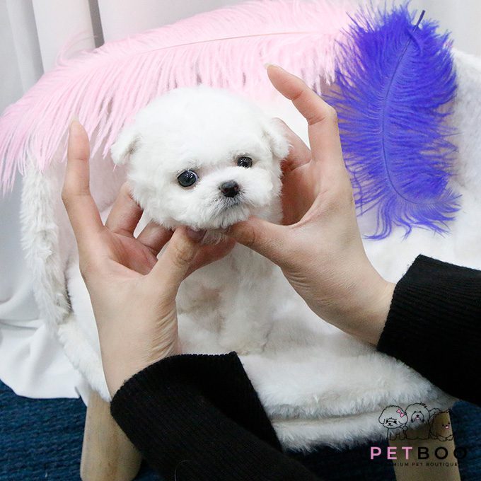 img-Bichonfrise-33