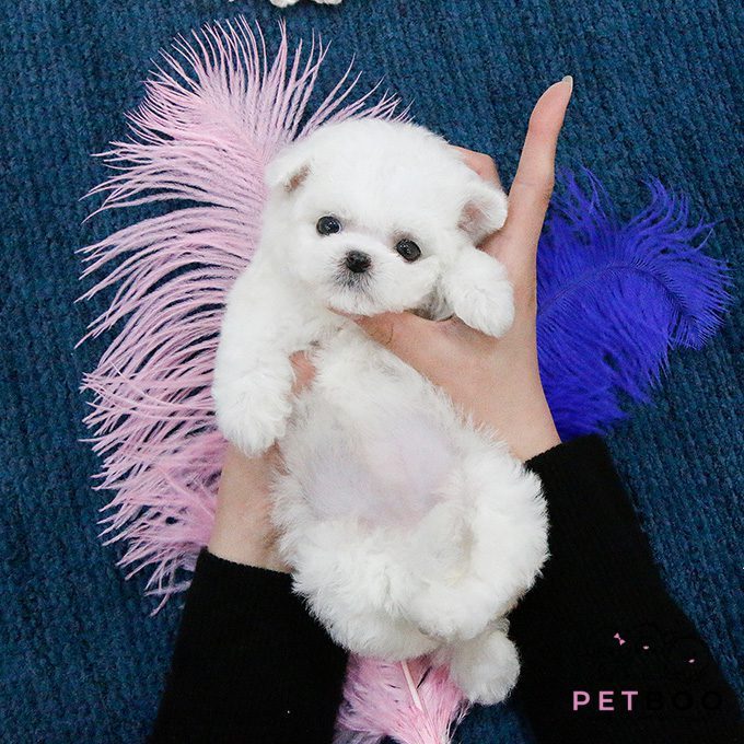 img-Bichonfrise-34