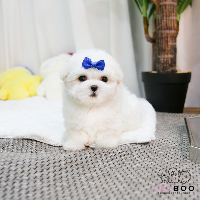 img-Bichonfrise-35