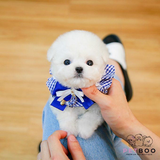 img-Bichonfrise-36
