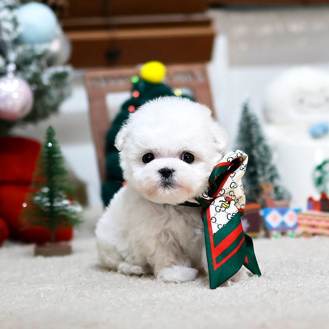 img-Bichonfrise-4