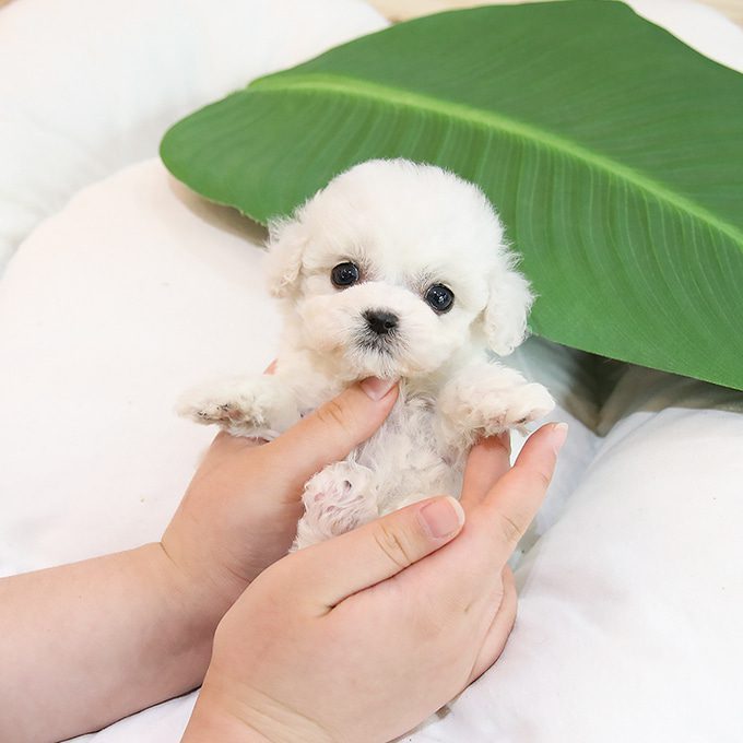 img-Bichonfrise-5