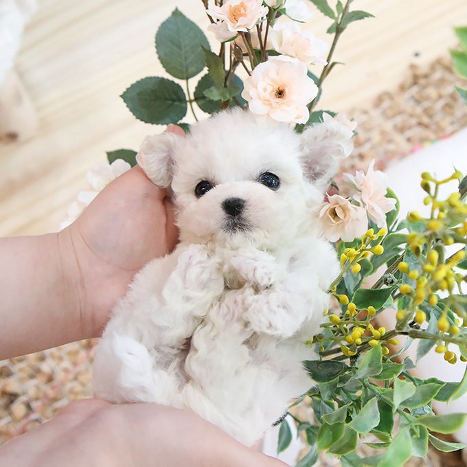 img-Bichonfrise-6