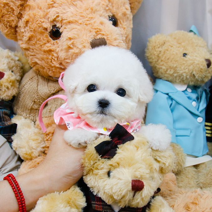 img-Bichonfrise-7