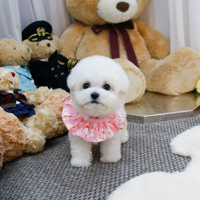 img-Bichonfrise-8
