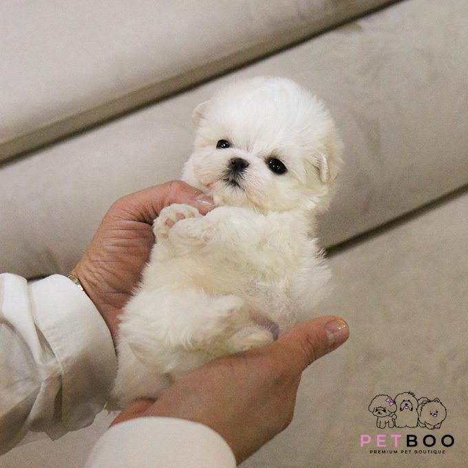 Maltese-1