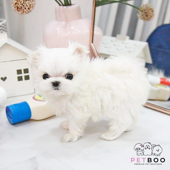 Maltese-13