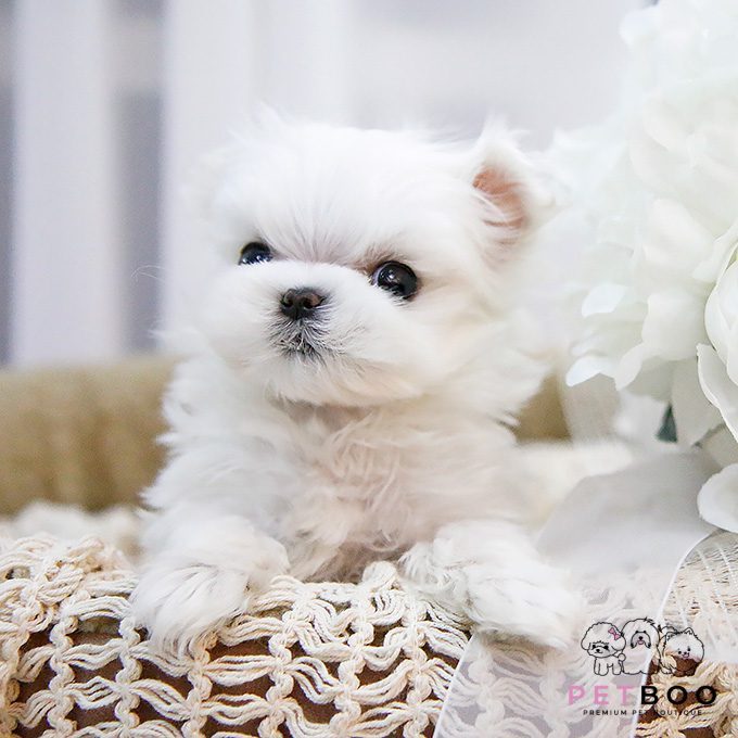 Maltese-15