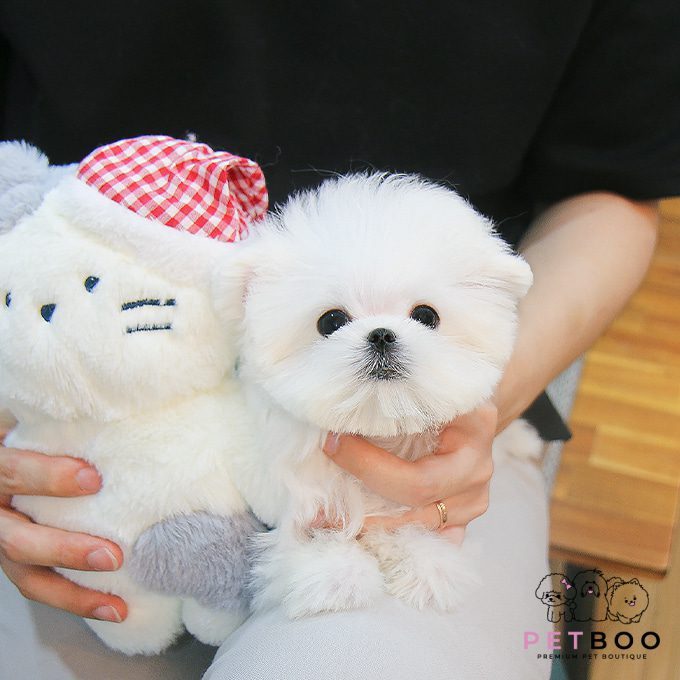 Maltese-2