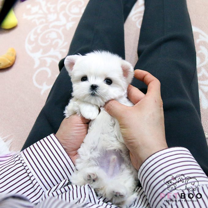 Maltese-21