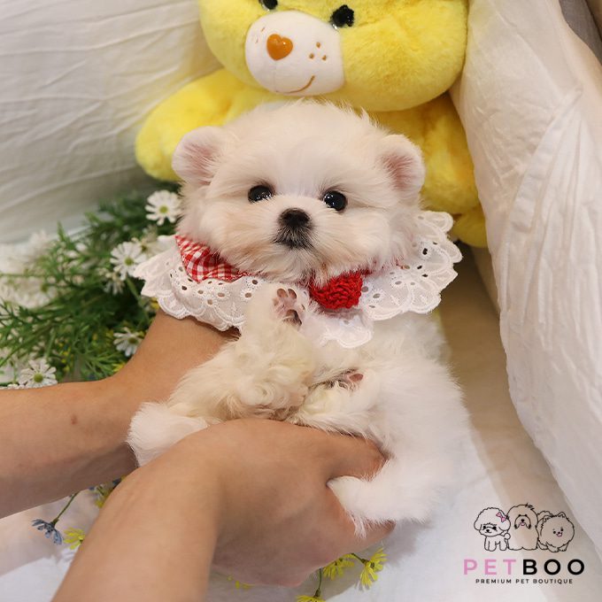 Maltese-22