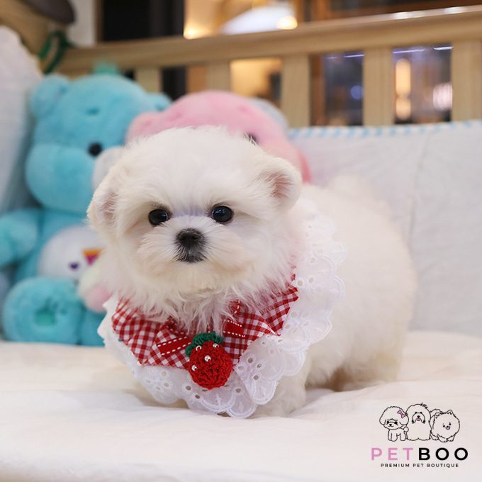 Maltese-23