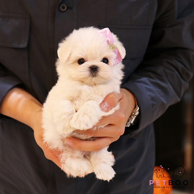 Maltese-27