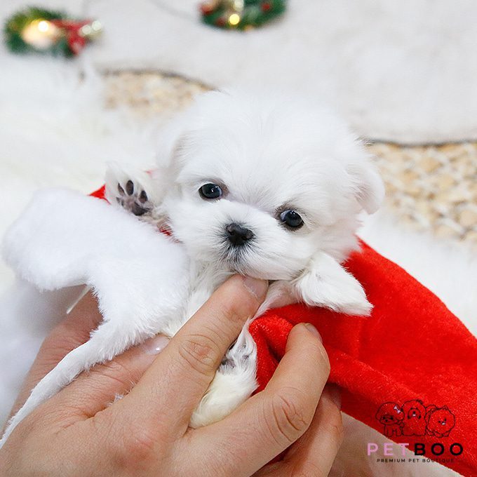 Maltese-30