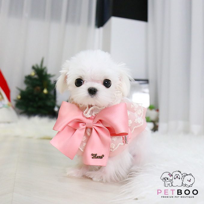Maltese-31