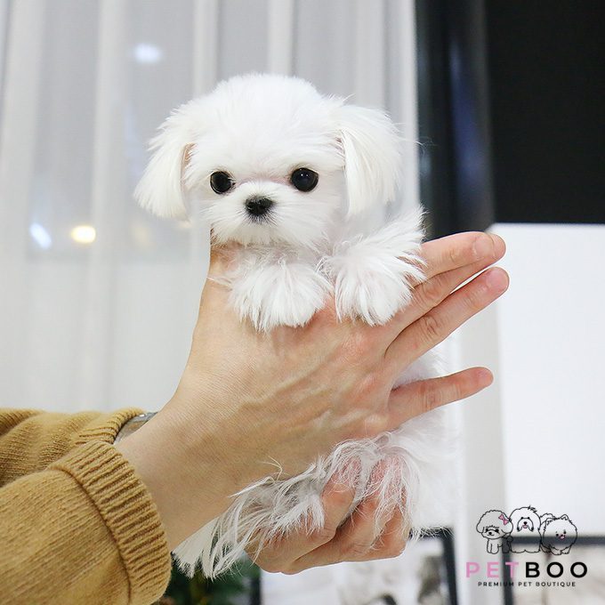 Maltese-33