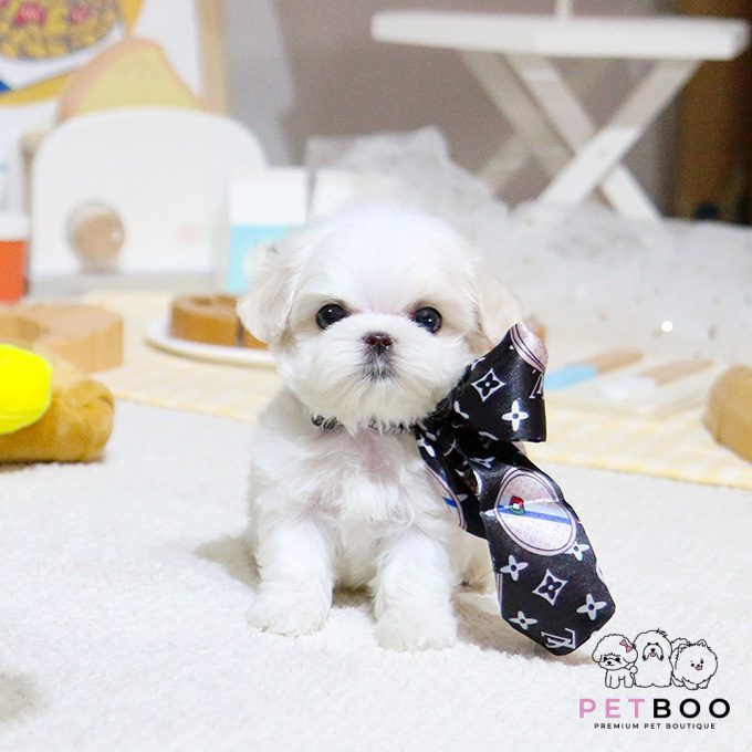 Maltese-36