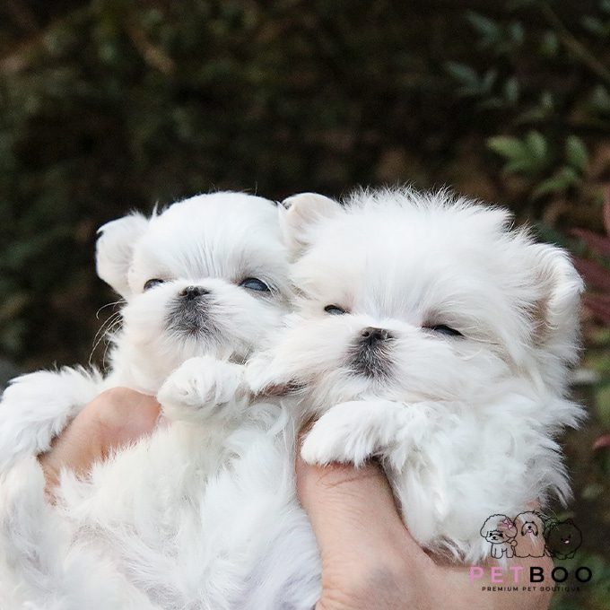 Maltese-39