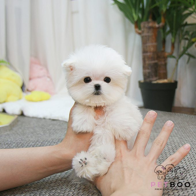 Maltese-4