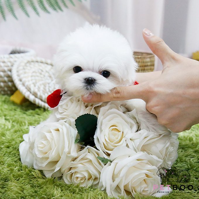 Maltese-56