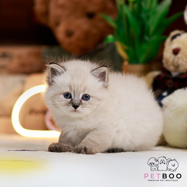 Nevamasquerade 3