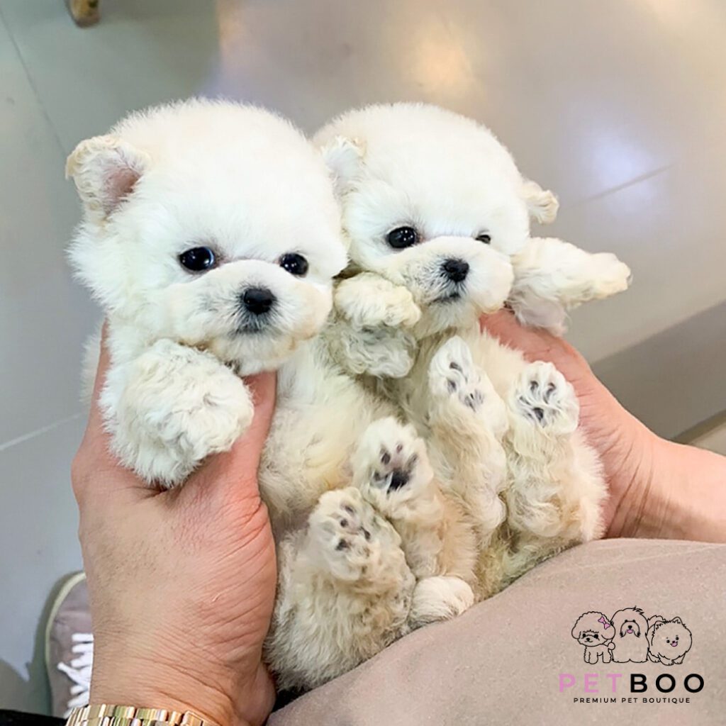 Poodle Teacup-35