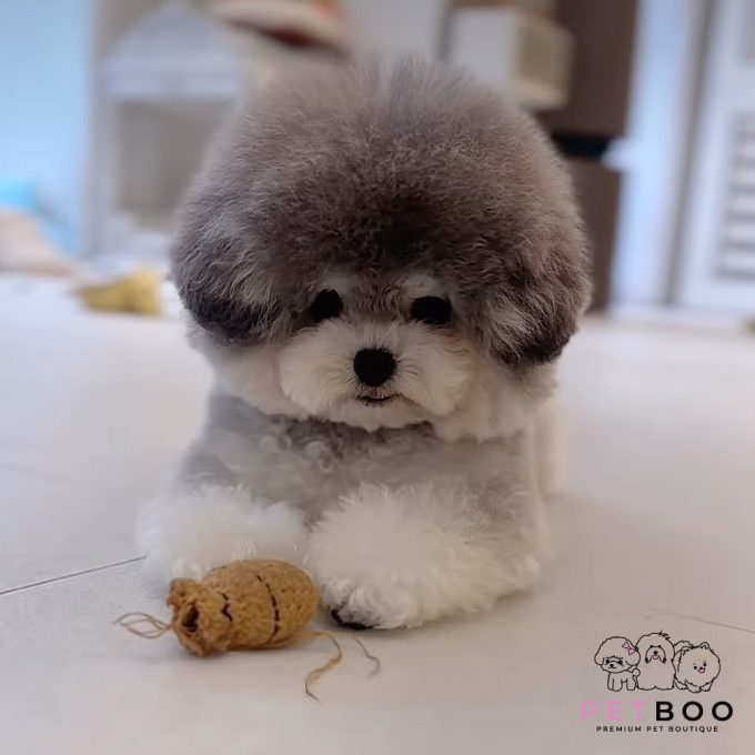 Poodle Teacup-60