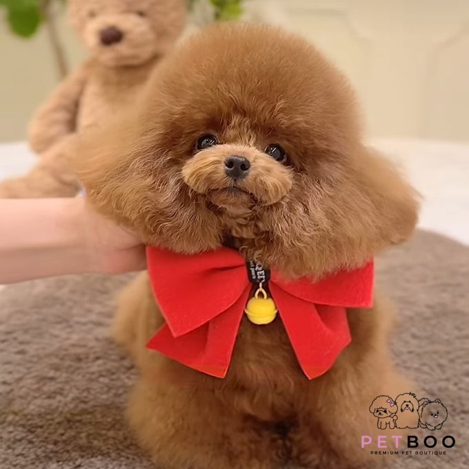 Poodle Teacup-62