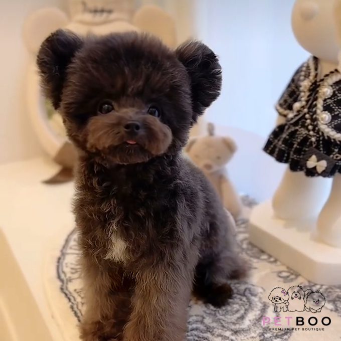Poodle Teacup-63