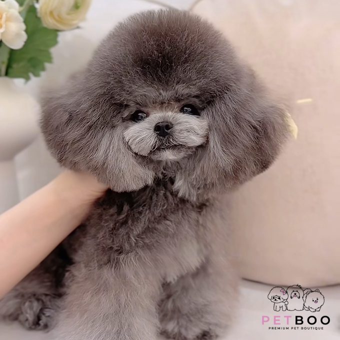 Poodle Teacup-64