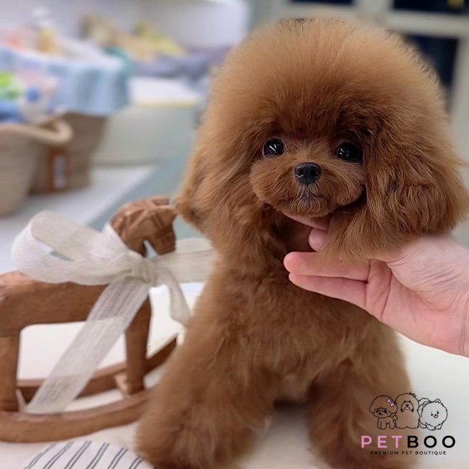 Poodle Teacup-65