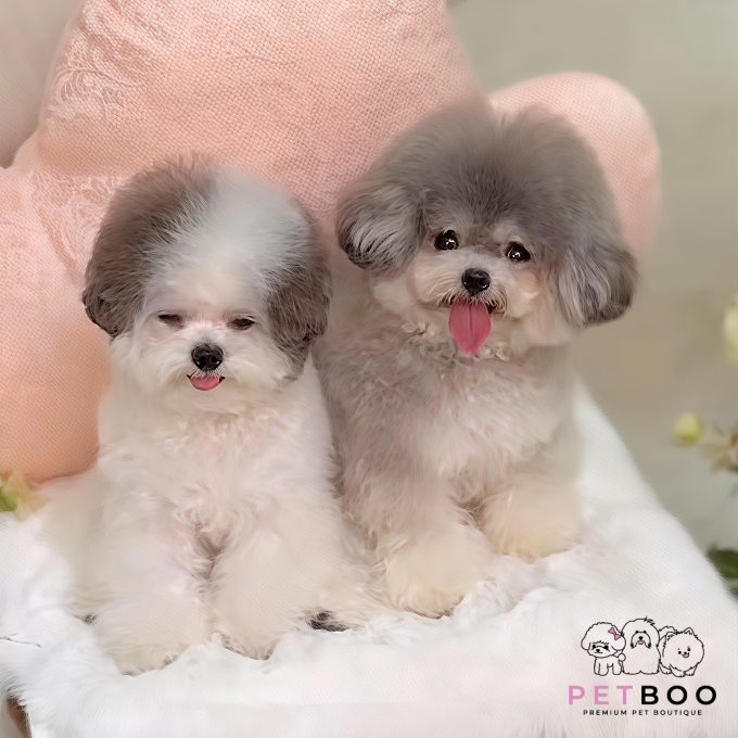 Poodle Teacup-66