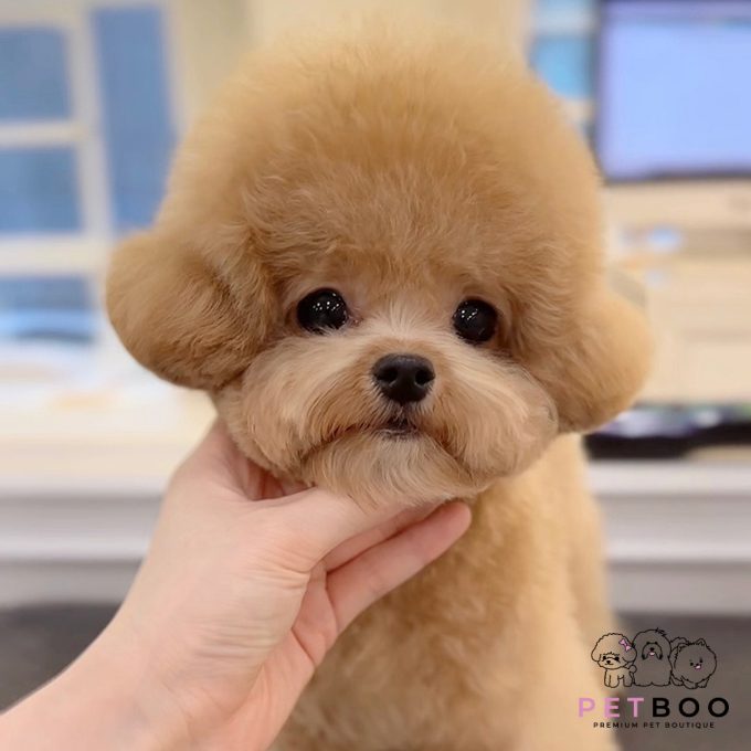 Poodle Teacup-67