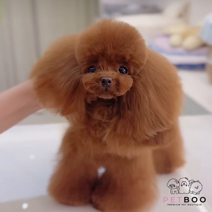Poodle Teacup-68
