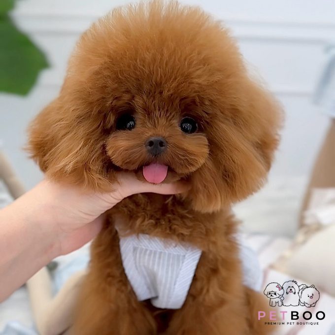 Poodle Teacup-69