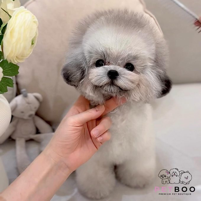 Poodle Teacup-70