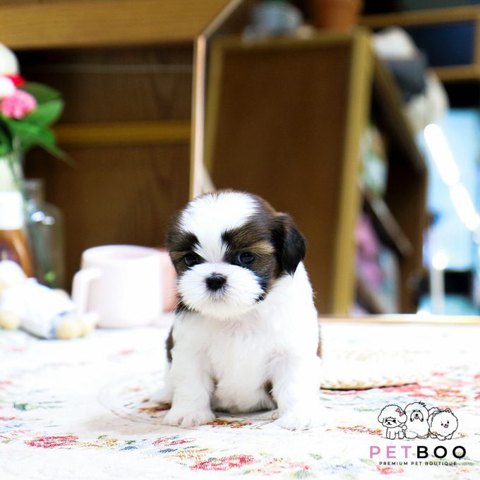 Shih Tzu 1