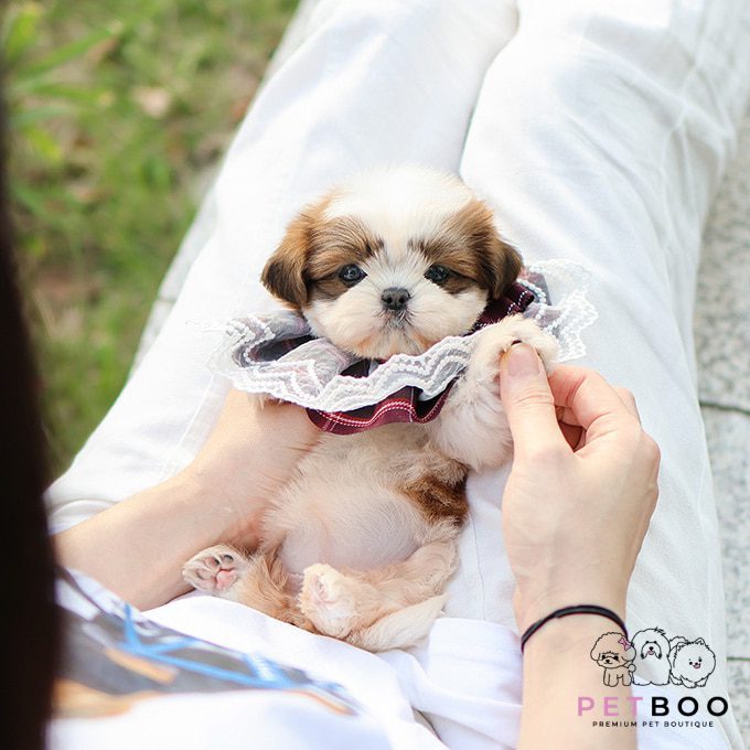Shih Tzu 10