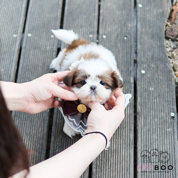 Shih Tzu 11