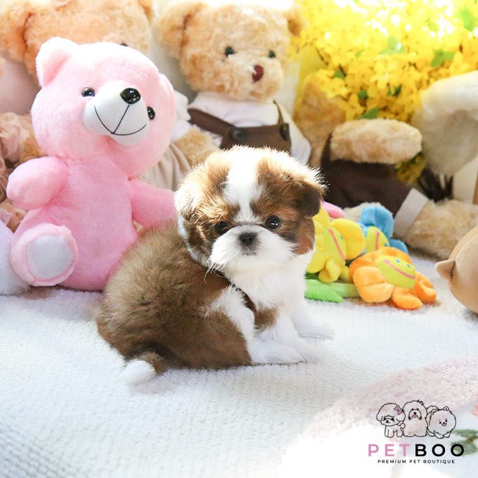 Shih Tzu 12