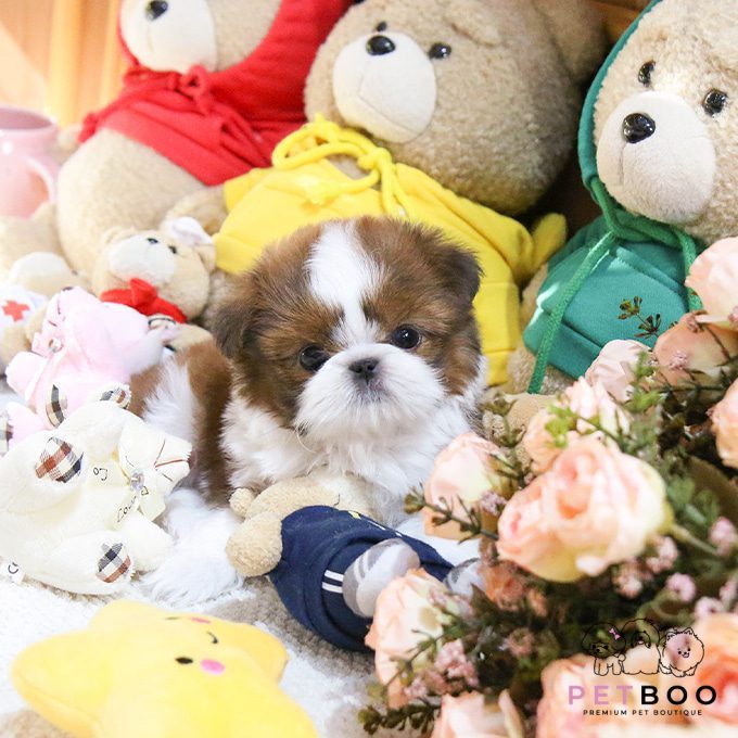 Shih Tzu 14