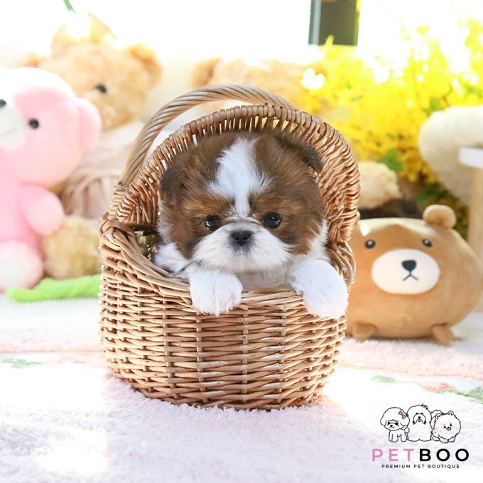 Shih Tzu 15