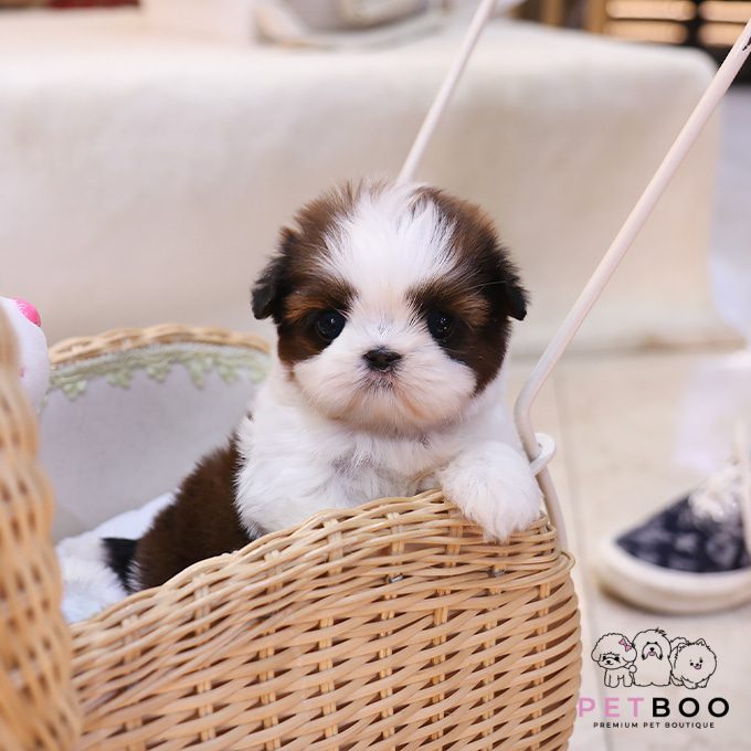 Shih Tzu 16