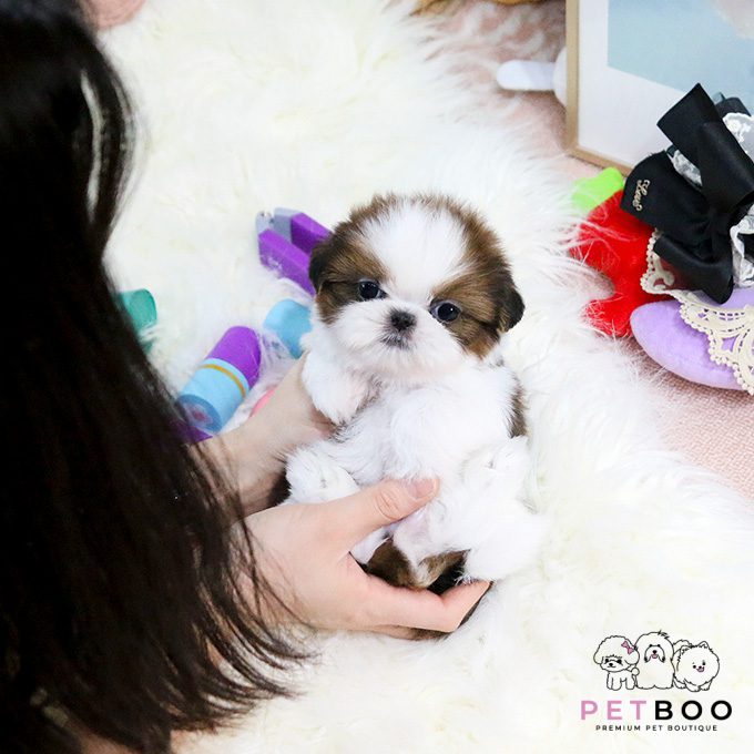 Shih Tzu 17