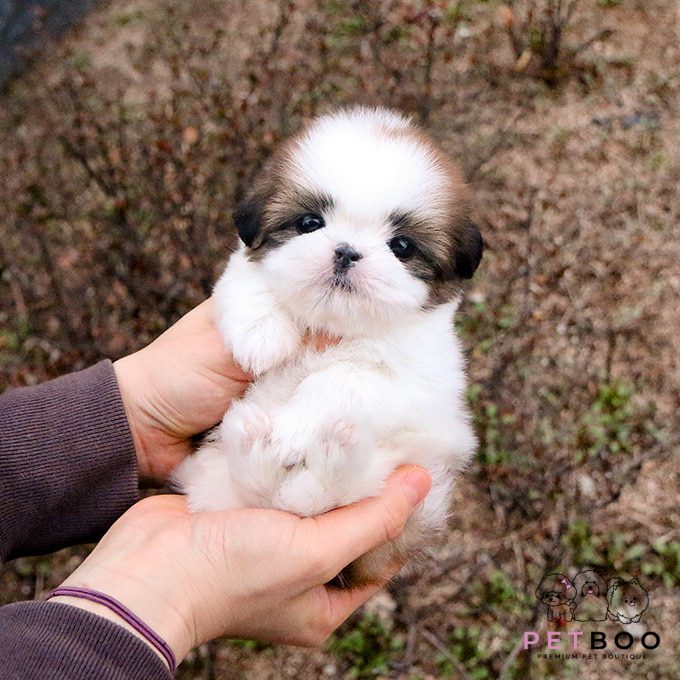Shih Tzu 19