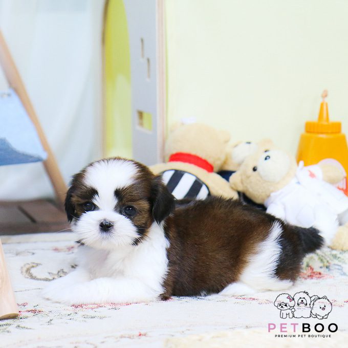 Shih Tzu 2