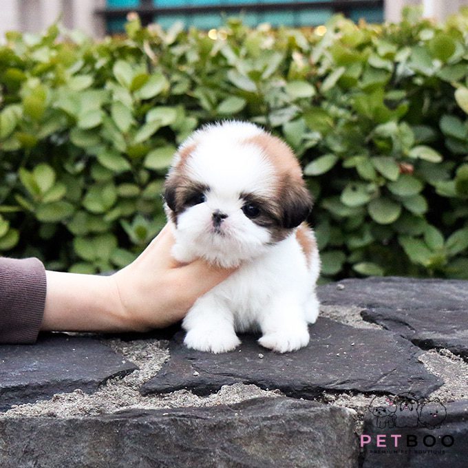 Shih Tzu 20