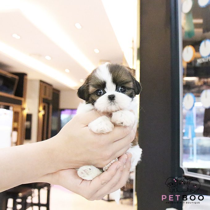 Shih Tzu 22